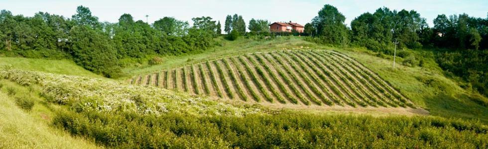 Il Pino Bioagricoltura Villa Terranuova Bracciolini Kültér fotó